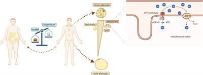 An update on brown adipose tissue and obesity intervention: Function, regulation and therapeutic implications